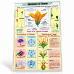 Structure of Flower Chart